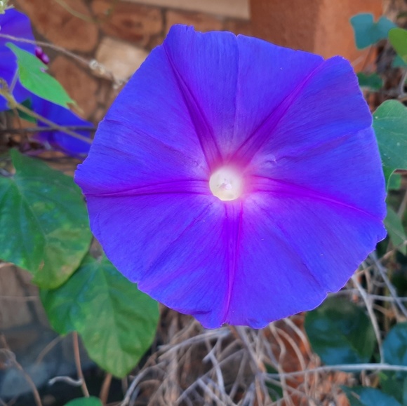 lavenderjs
